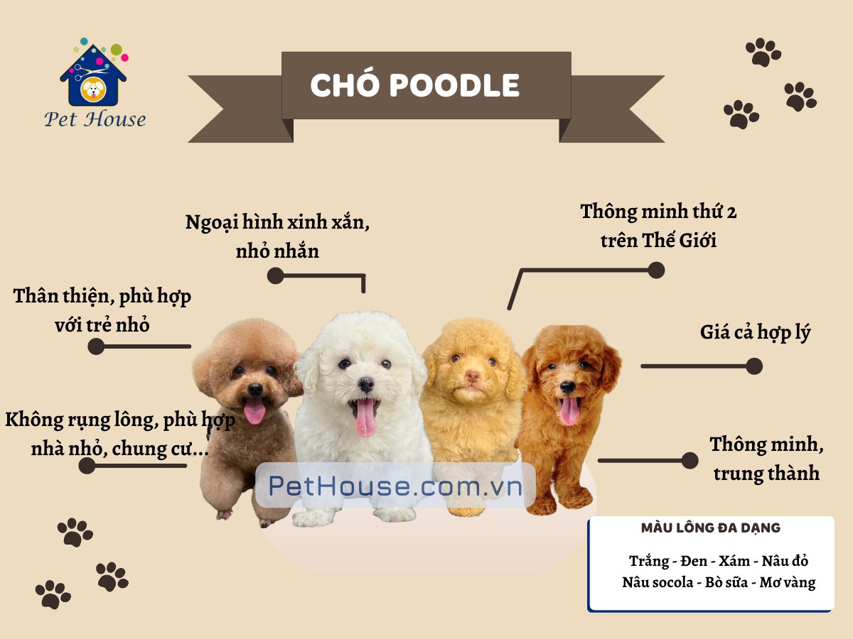 Chó Poodle - Pet House - Cửa Hàng Thú Cưng Và Phụ Kiện