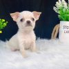 Chó Chihuahua mini trắng kem mã CHH417