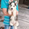 Chó Husky đen trắng mã HK454