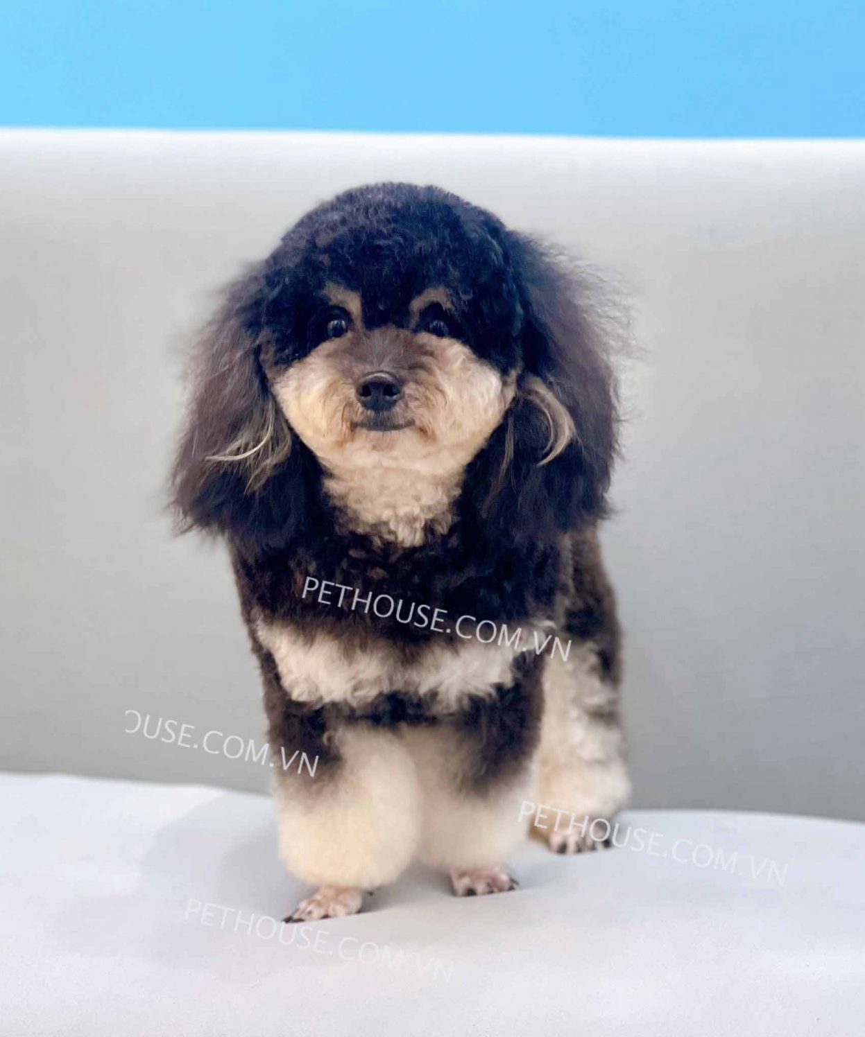 Chó Poodle phantom mã PD444