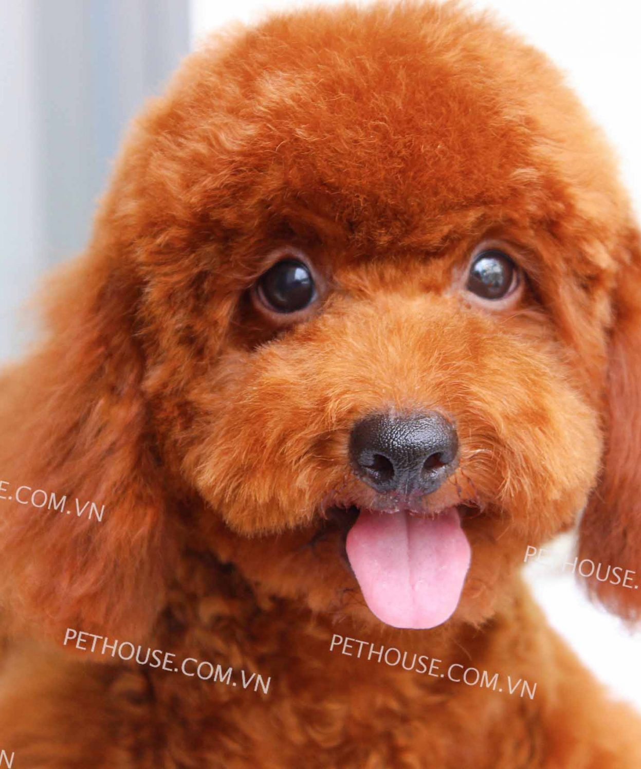 Chó Poodle nâu đỏ mã PD425