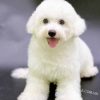 Chó Bichon trắng mã BC547