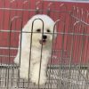 Chó Bichon trắng mã BC562