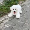 Chó Bichon trắng mã BC541