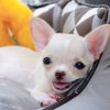 Chó Chihuahua vàng kem mã CH101