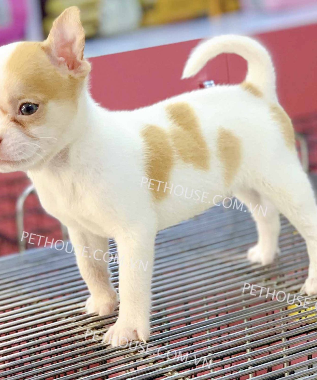 Chó Chihuahua mini trắng vàng mã CH106