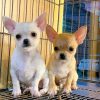 Chó Chihuahua 1 cặp đực và cái màu vàng kem, nâu vàng mã CH555