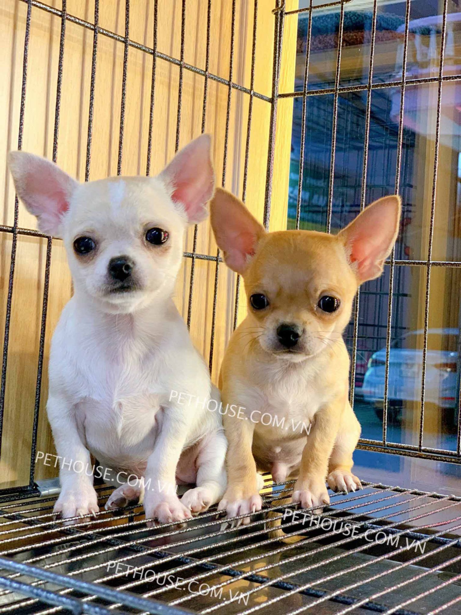 Chó Chihuahua 1 cặp đực và cái màu vàng kem, nâu vàng mã CH555