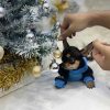 Chó Chihuahua mini Blacktan mã CH554