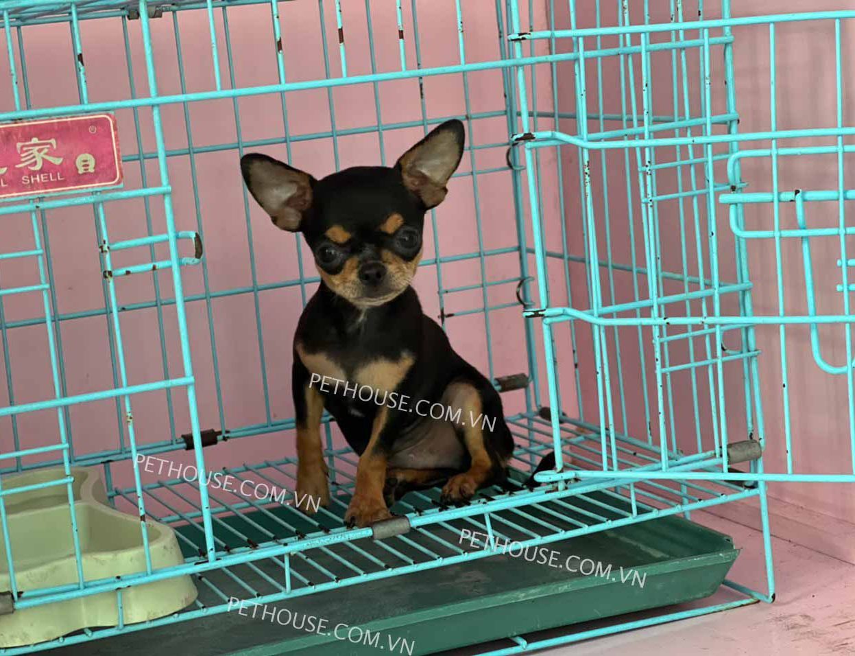 Chó Chihuahua mini blacktan mã CH553