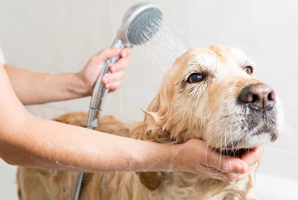 Tắm rửa cho chó Golden