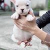 Chó Bull Pháp trắng mắt xanh mã BP601