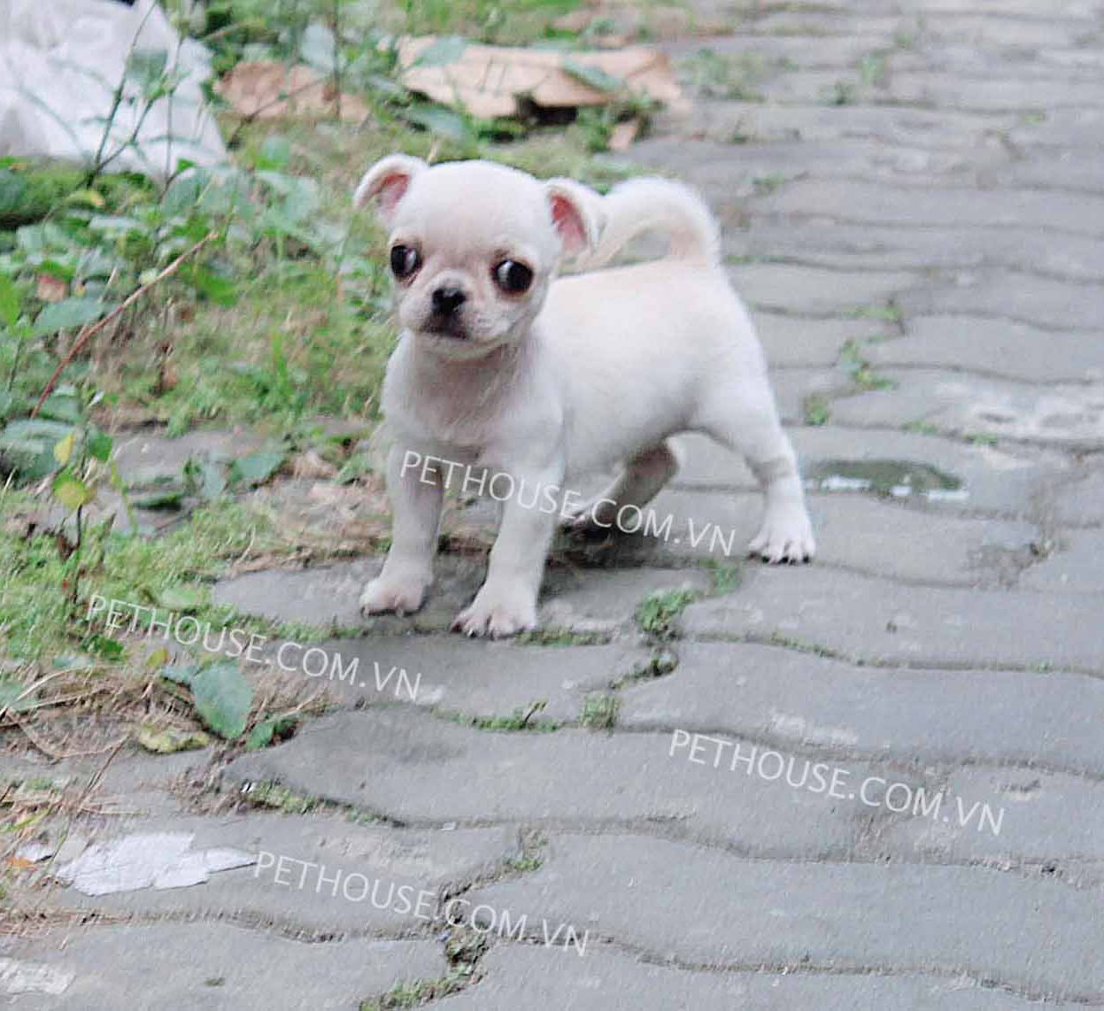 Chó Chihuahua mini trắng kem mã CH588