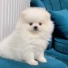 Chó Phốc Sóc Mini trắng mã PS621