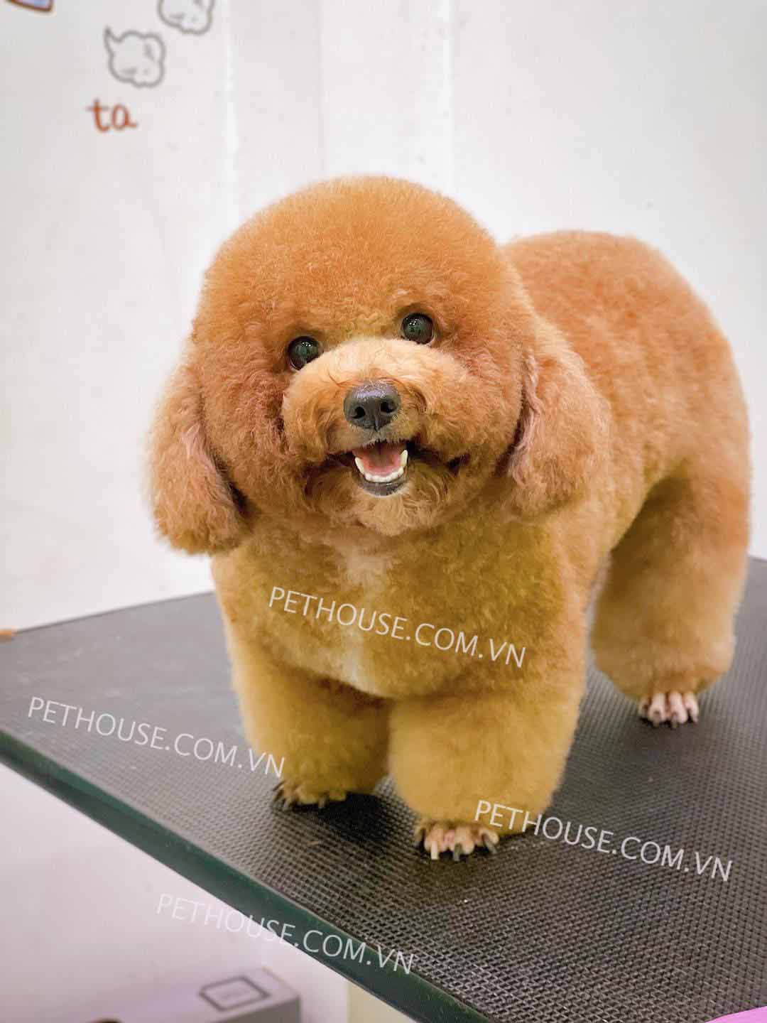 Chó Poodle Nâu Đỏ Mã Pd575 - Tại Shop Pethouse
