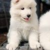 Chó Samoyed trắng mã SM600
