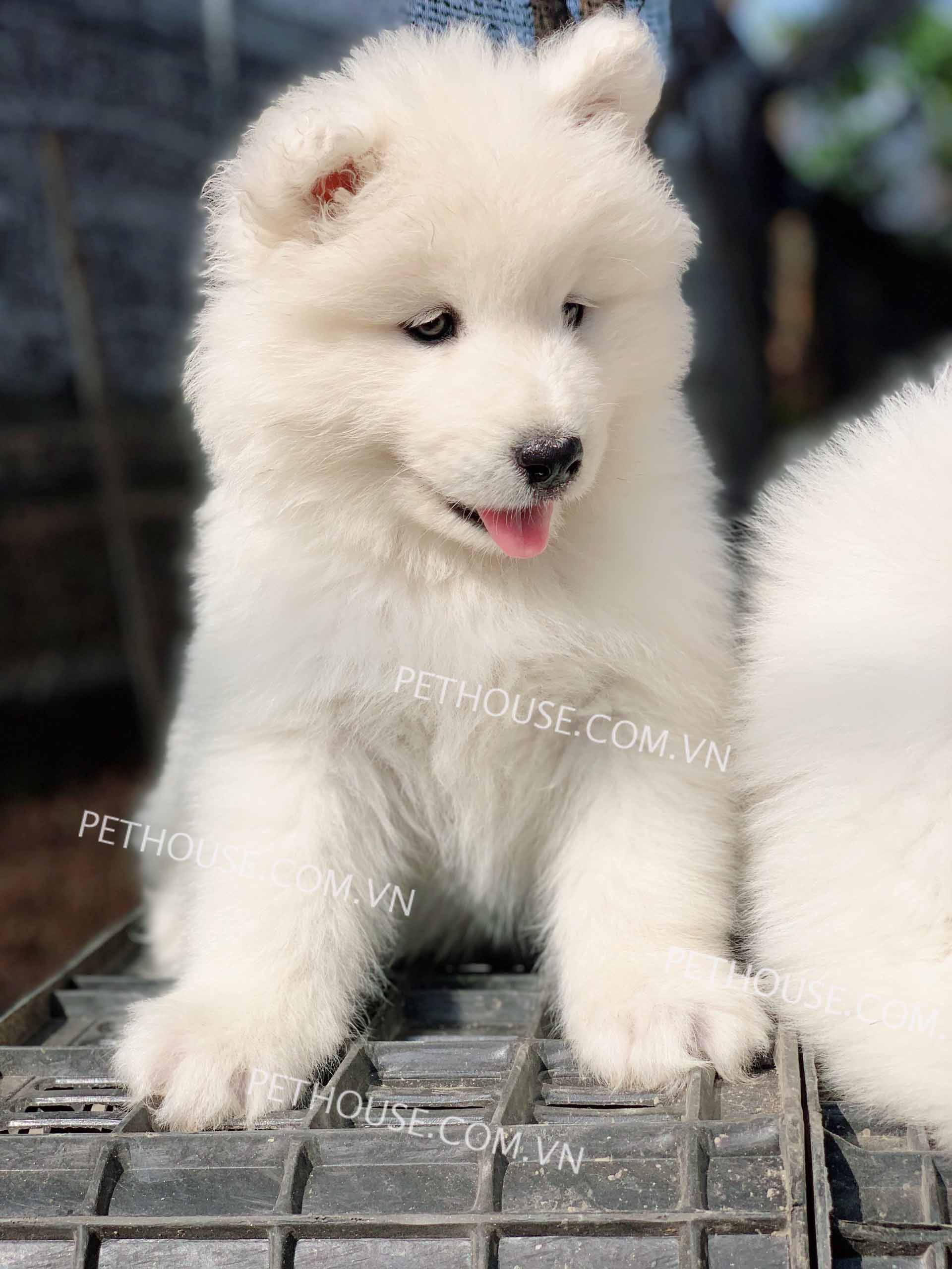 Chó Samoyed trắng mã SM600 Chó Samoyed trắng mã SM600
