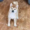 Chó Akita vàng trắng mã AT783