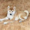 Chó Akita vàng trắng mã AT783