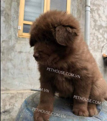 Chó Bắc Hà Xù - Giống Chó Quốc Khuyển Thông Minh Hiện Nay