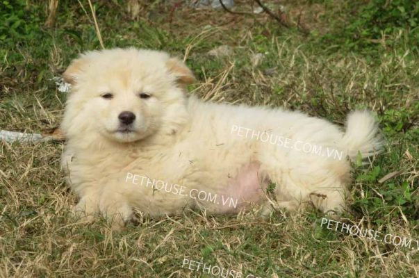 Chó Bắc Hà Xù - Giống Chó Quốc Khuyển Thông Minh Hiện Nay
