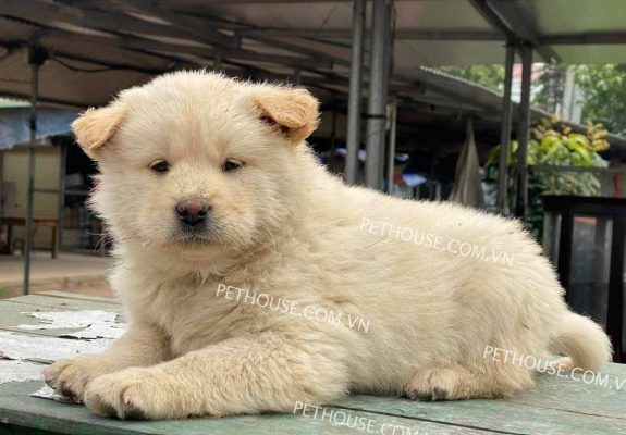 Chó Bắc Hà Xù - Giống Chó Quốc Khuyển Thông Minh Hiện Nay
