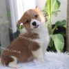 Chó Corgi vàng trắng mã CG783
