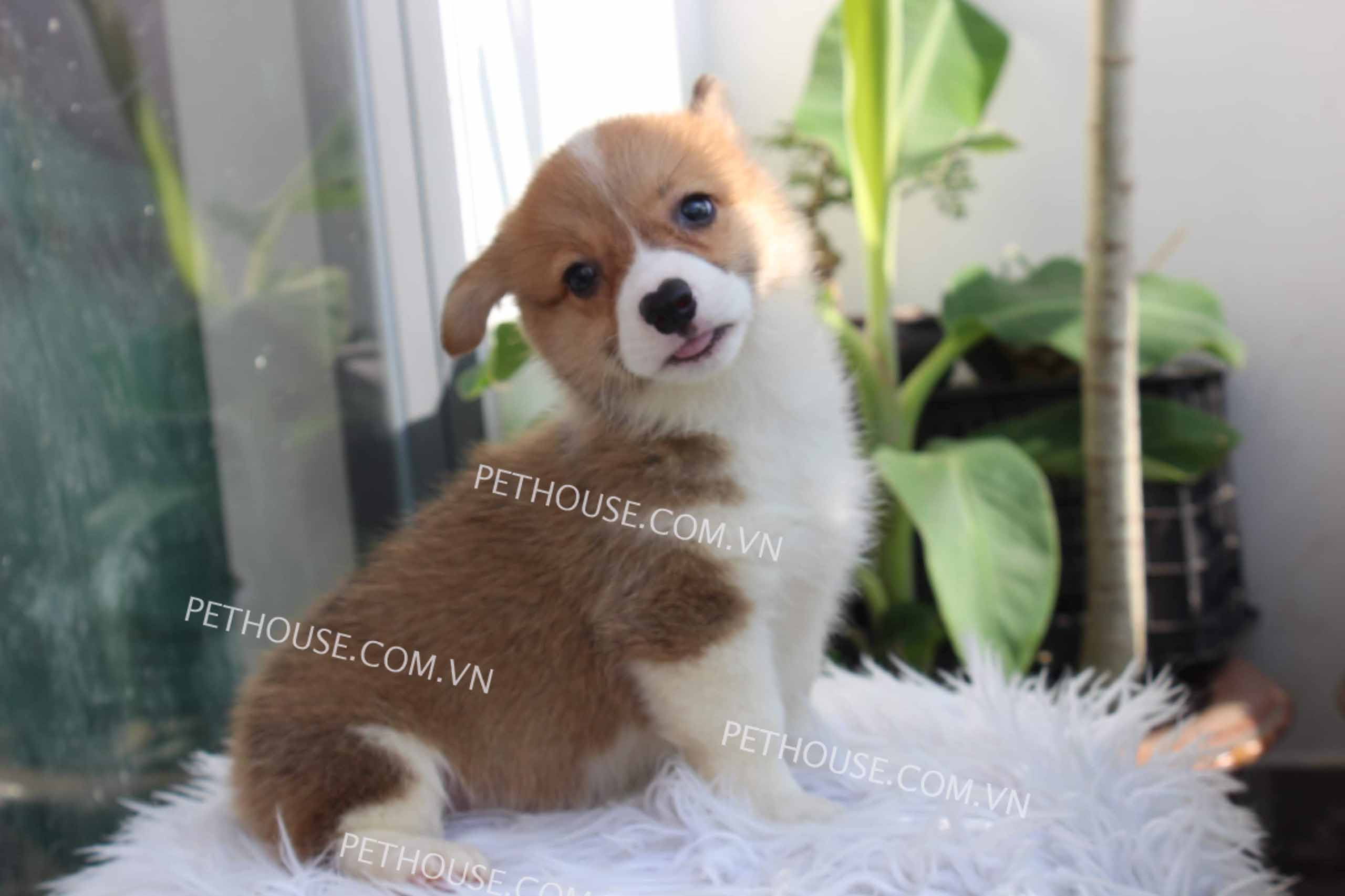 Chó Corgi vàng trắng mã CG783 Chó Corgi vàng trắng mã CG783