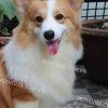 Chó Cogi vàng trắng mã CG685