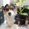 Chó Corgi tricolor mã CG782