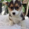Chó Corgi tricolor mã CG782