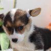 Chó Corgi tricolor mã CG782