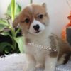 Chó Corgi vàng trắng mã CG783
