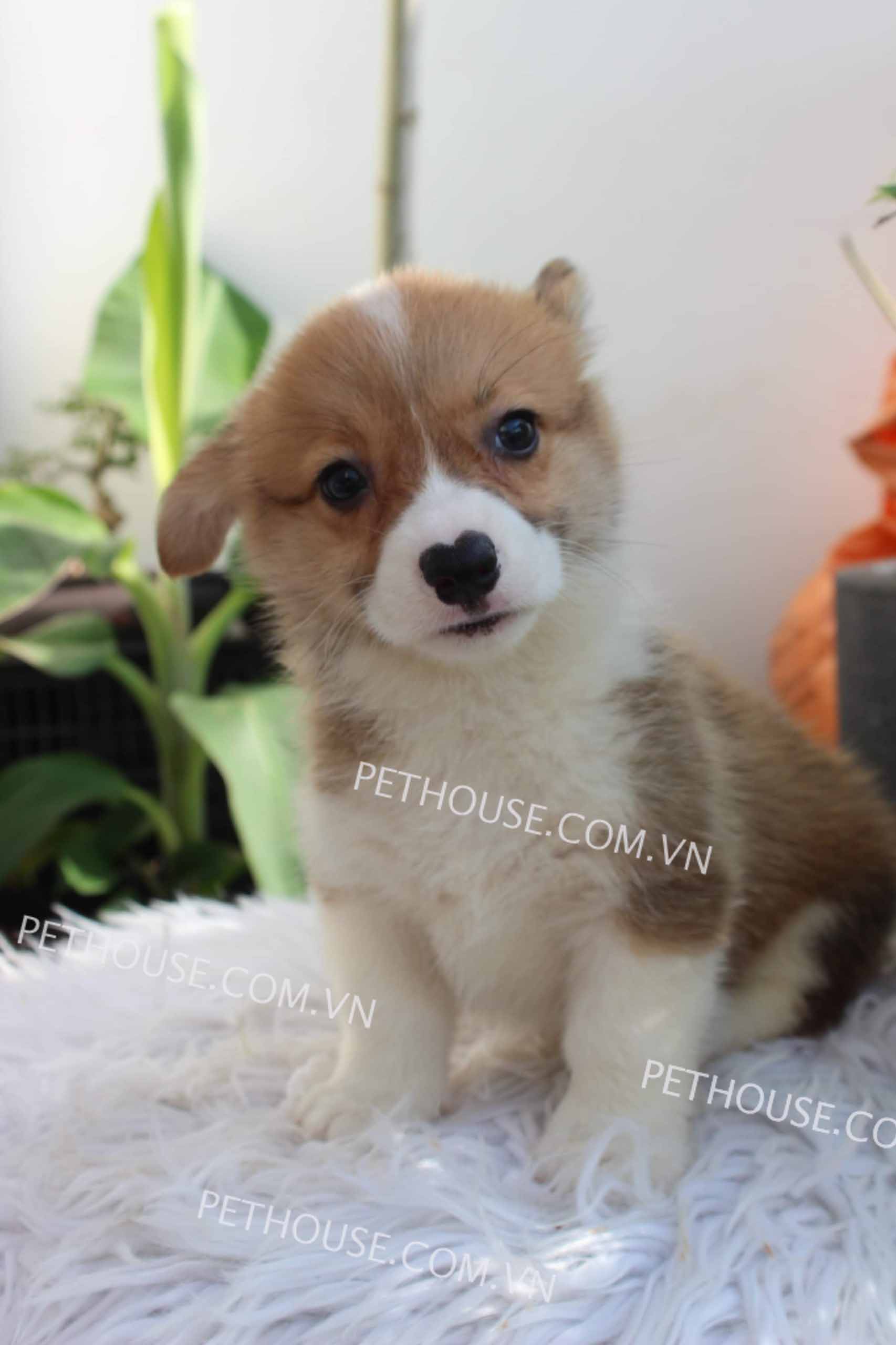 Chó Corgi vàng trắng mã CG783 Chó Corgi vàng trắng mã CG783