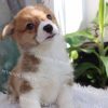 Chó Corgi vàng trắng mã CG783