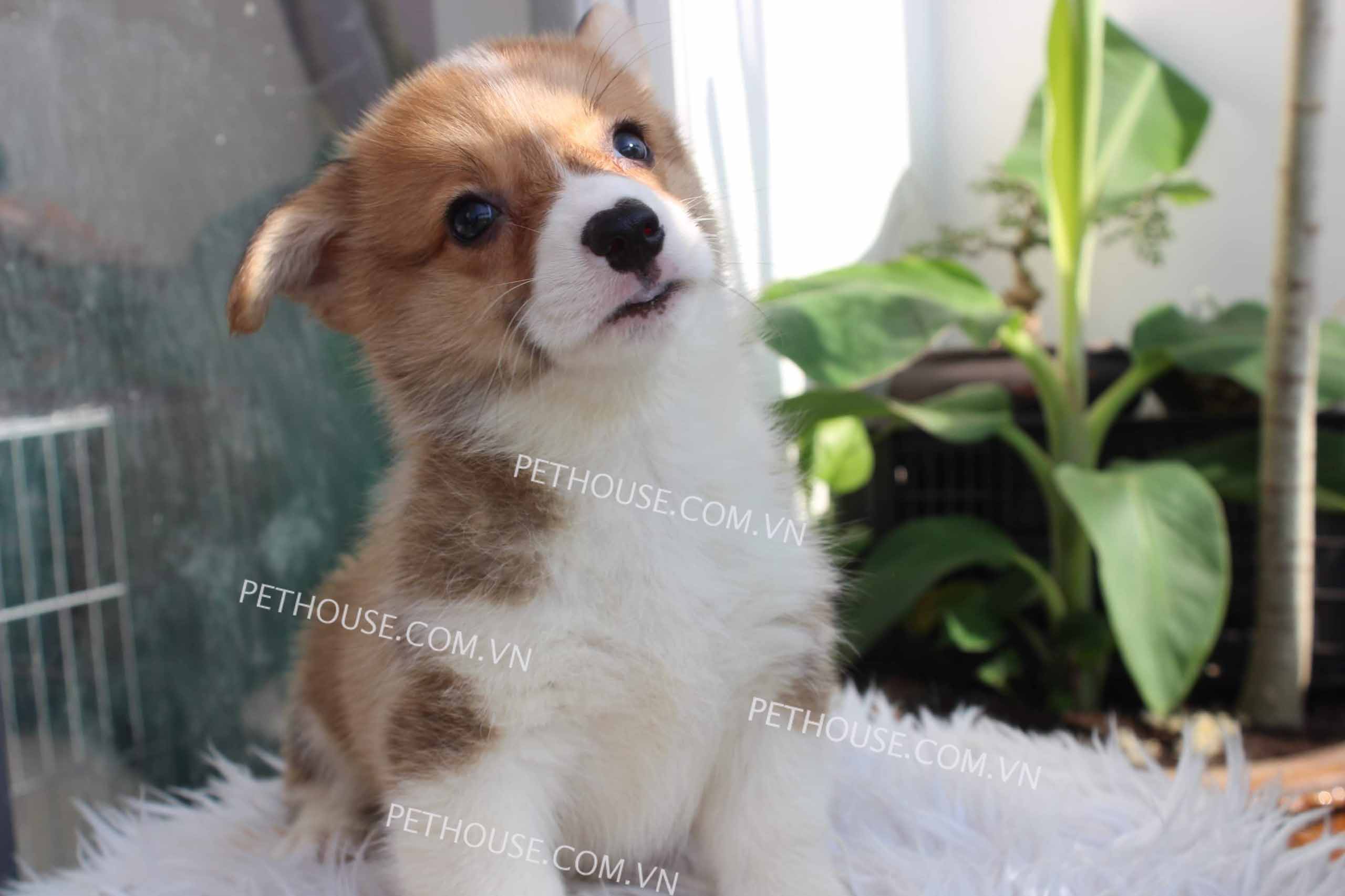 Chó Corgi vàng trắng mã CG783 Chó Corgi vàng trắng mã CG783