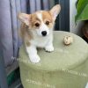 Chó Corgi trắng vàng mã CG778