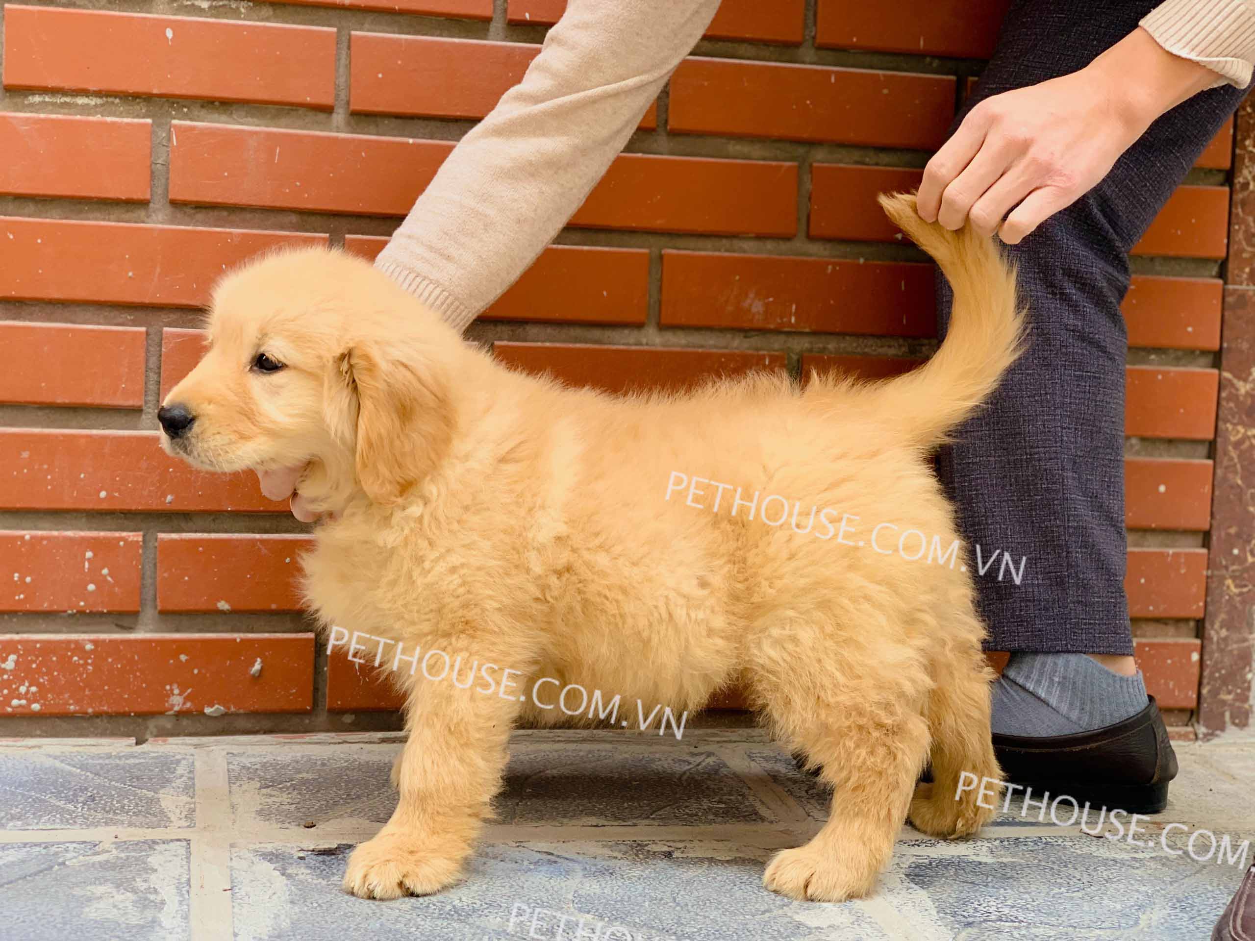 anh chChó Golden vàng đậm mã GD637o golden 003030300--0 Chó Golden vàng đậm mã GD637