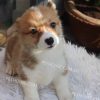 Chó Corgi vàng trắng mã CG783