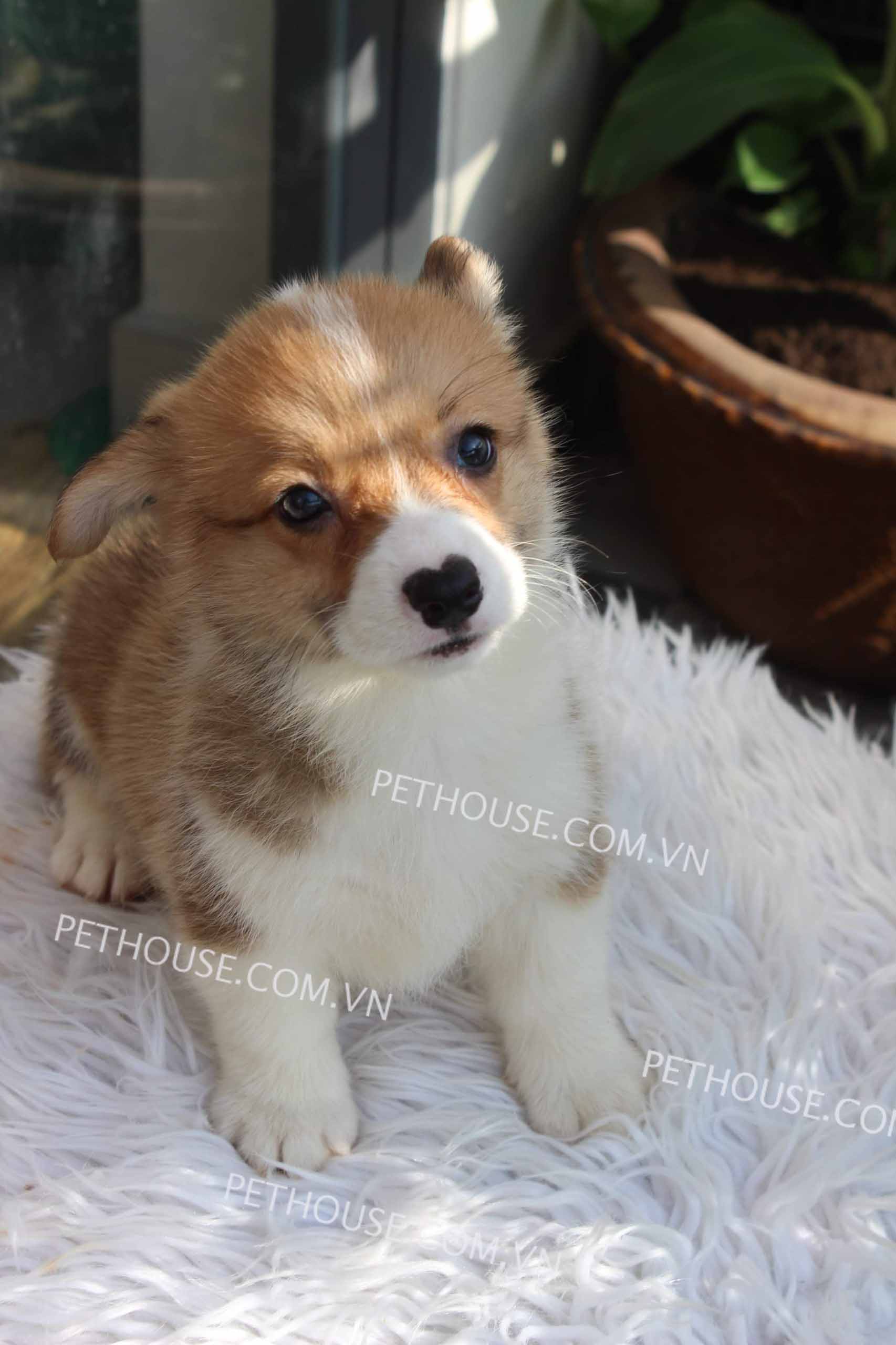 Chó Corgi vàng trắng mã CG783 Chó Corgi vàng trắng mã CG783