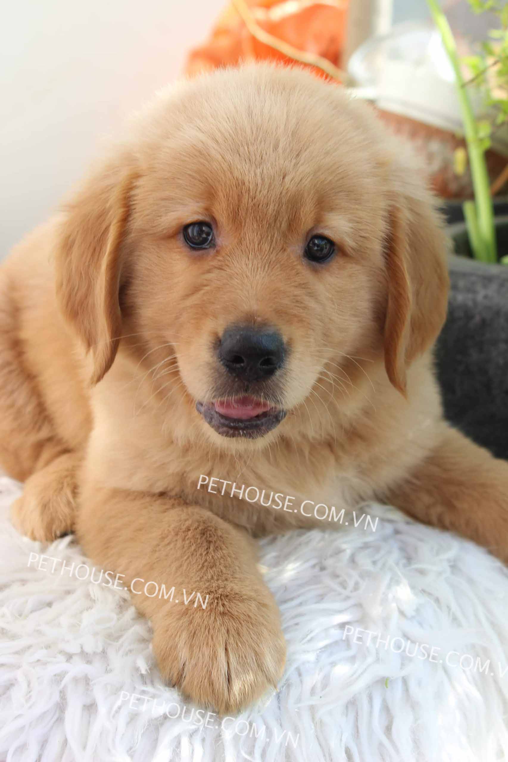 Chó Golden vàng đậm mã GD775 Chó Golden vàng đậm mã GD775