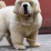 Chó Ngao Tây Tạng trắng mã NTT728