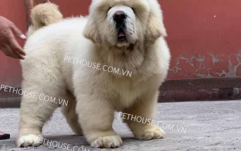 Chó Ngao Tây Tạng trắng mã NTT728