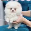 Chó Phốc Sóc trắng mã PS673