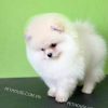 Chó Phốc Sóc kem mã PS774