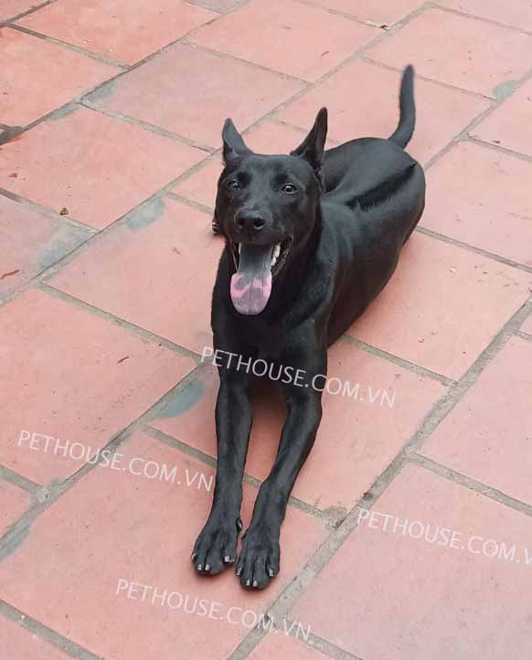 Chó Phú Quốc đen mã PQ798