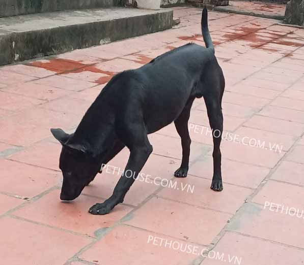 Chó Phú Quốc đen mã PQ798