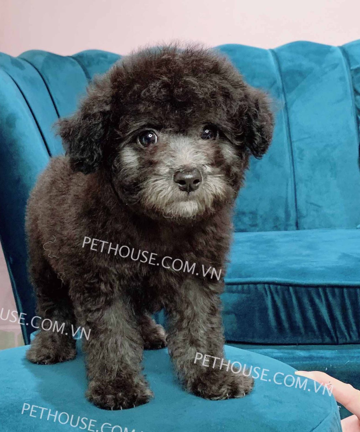 Chó Poodle Tiny xám mã PD667