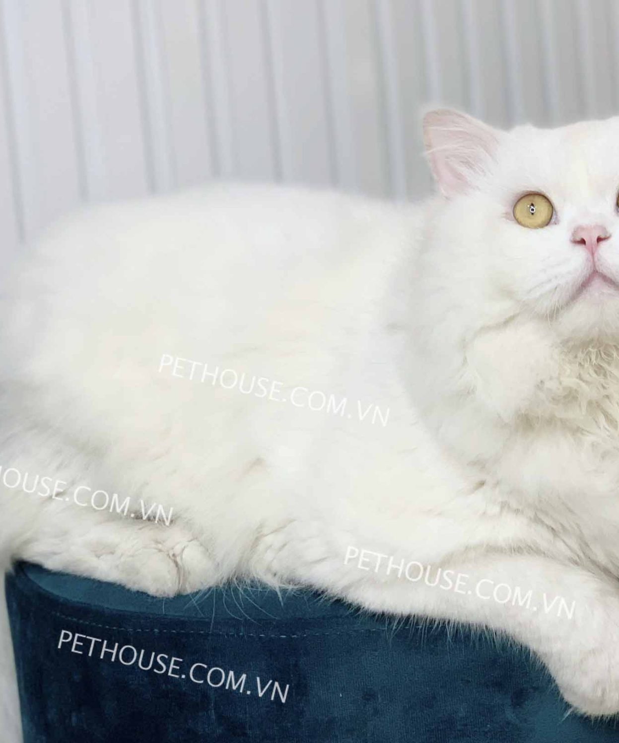 Mèo Anh lông dài trắng mã ALD701