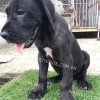 Chó Great Dane xám mã GDN768